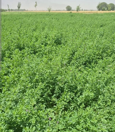 فروش یونجه