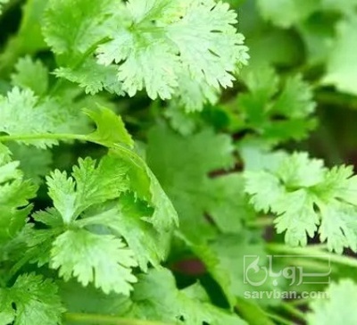 فروش گشنیز