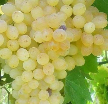 فروش انگور بی دانه