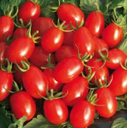 فروش گوجه فرنگی