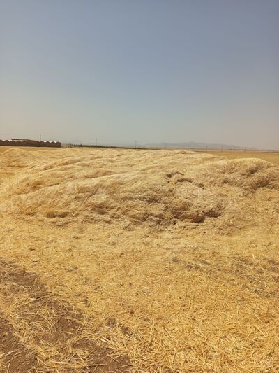 فروش کاه و کلش گندم