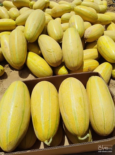 فروش خربزه