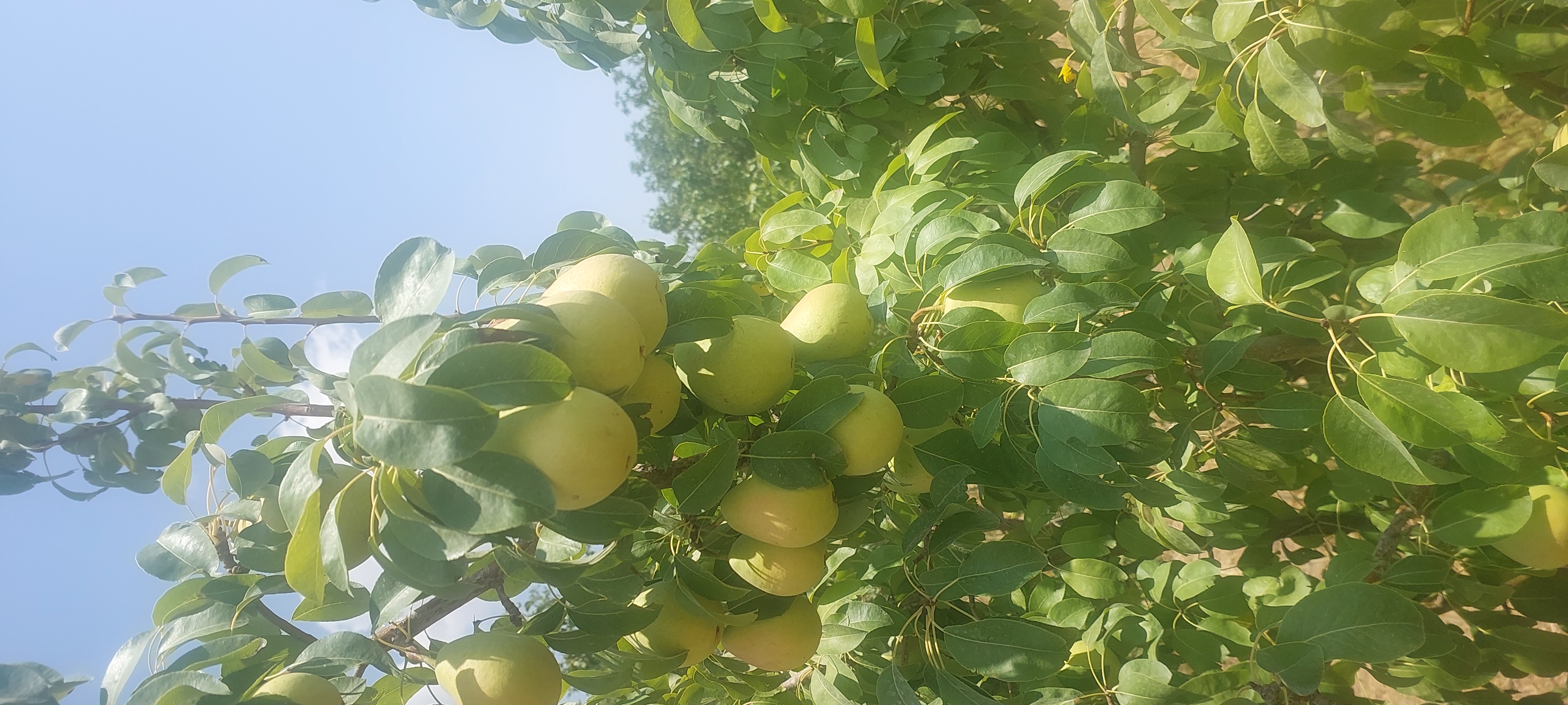 فروش گلابی