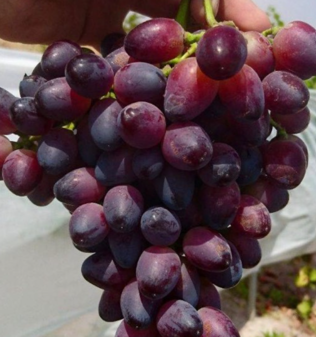 فروش انگور