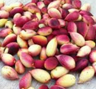 فروش پسته تازه
