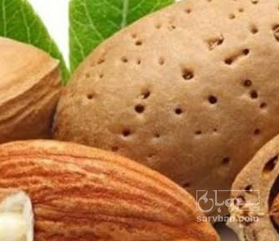 فروش بادام