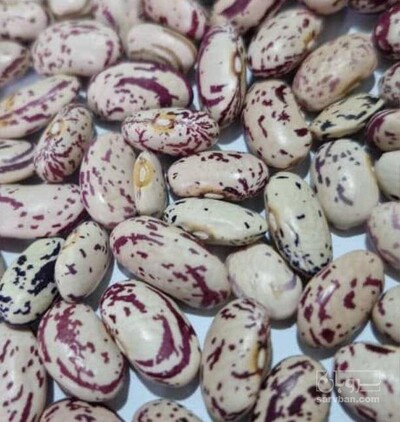 فروش لوبیا چیتی