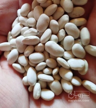 فروش لوبیا سفید