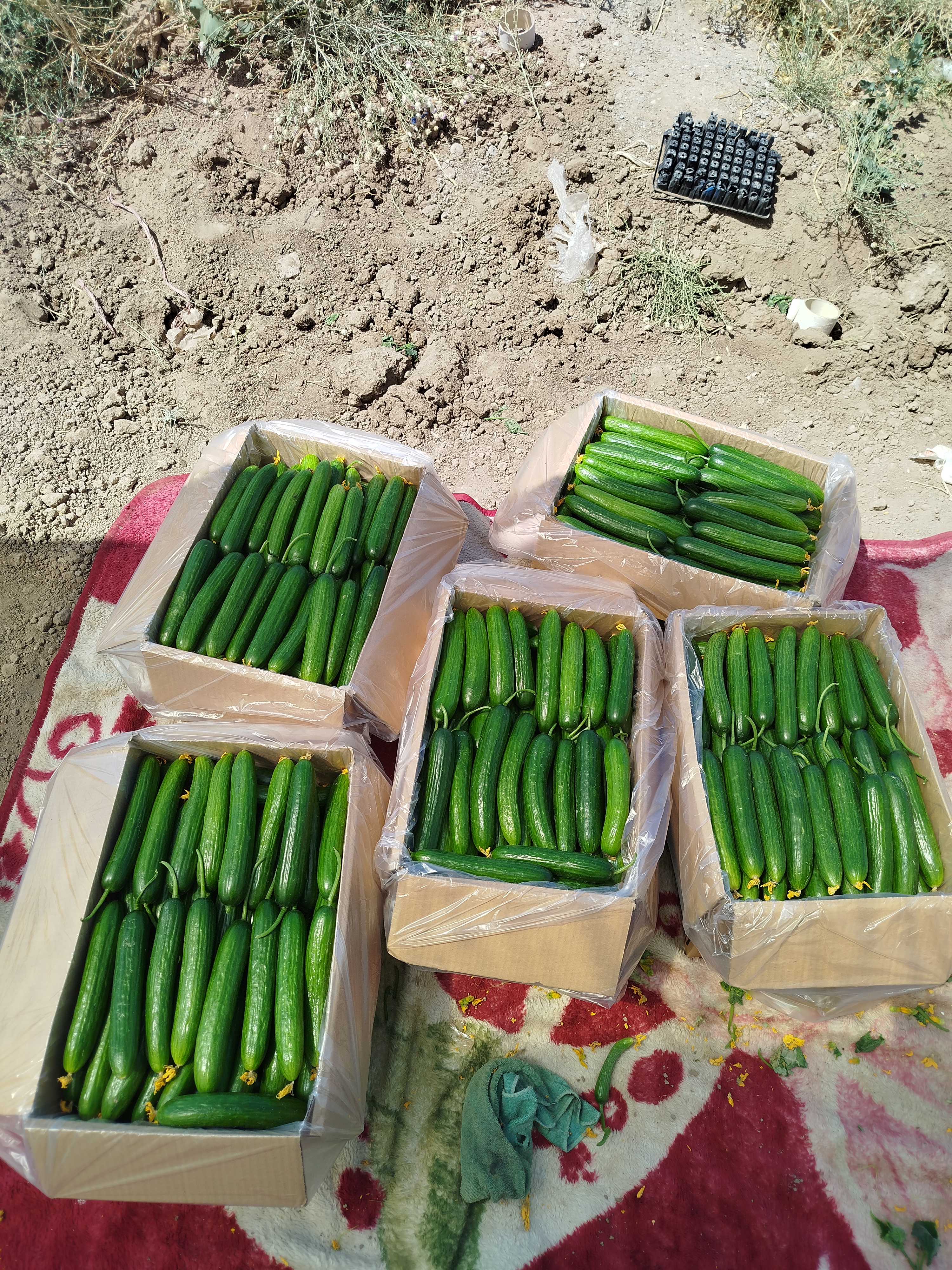 فروش خیار