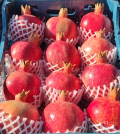 فروش انار