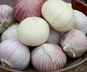 فروش سیر