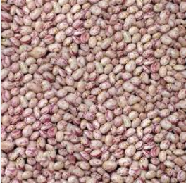 فروش لوبیا چیتی