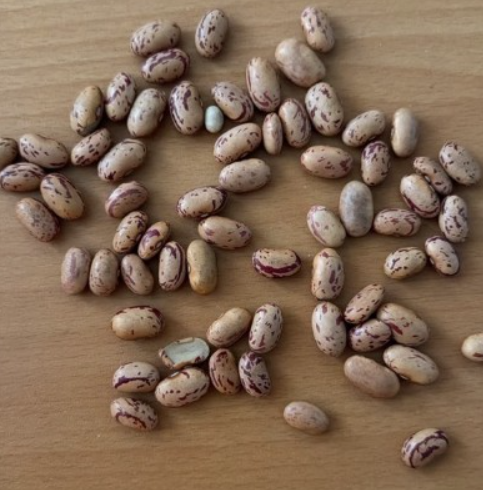 فروش لوبیا چیتی