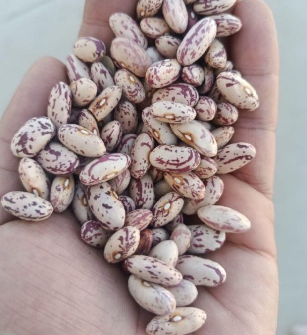 فروش لوبیا چیتی