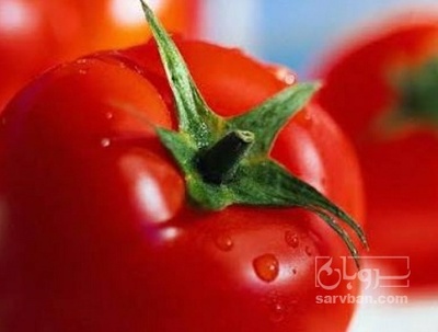 فروش گوجه فرنگی