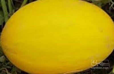 فروش خربزه