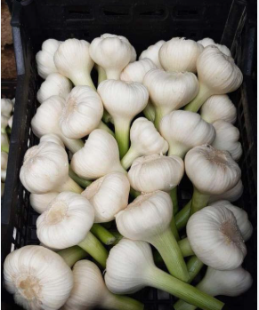 فروش سیر