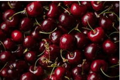 فروش گیلاس