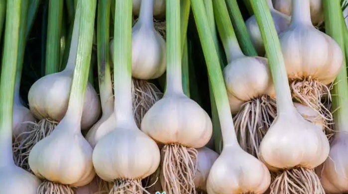 فروش سیر