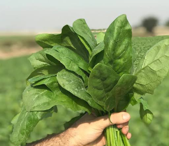 فروش اسفناج