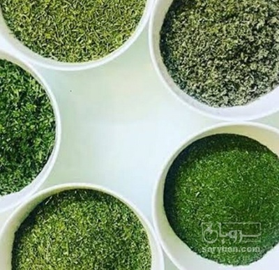 فروش شوید خشک (گیاه‌ دارویی)