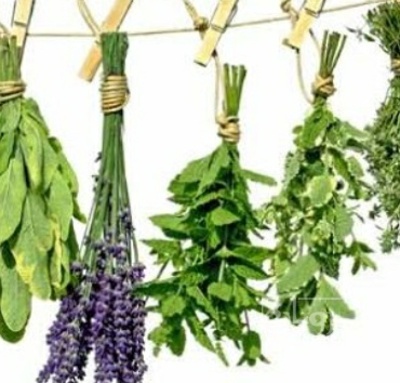 فروش شنبلیله (گیاه‌ دارویی)