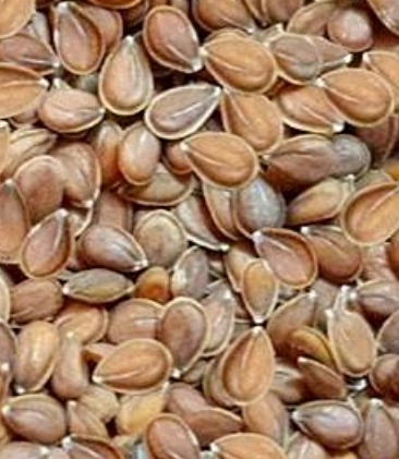 فروش قدومه (گیاه‌ دارویی)
