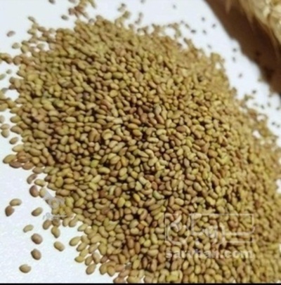 فروش یونجه