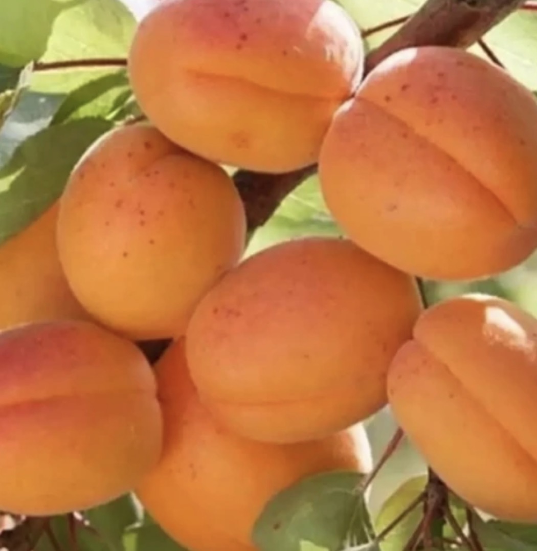 فروش زردآلوعسگرآباد