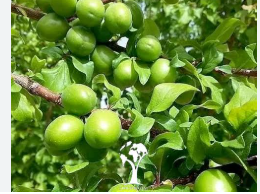 فروش نهال گوجه سبز
