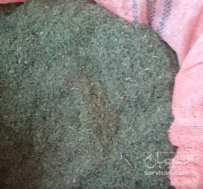 فروش شوید خشک