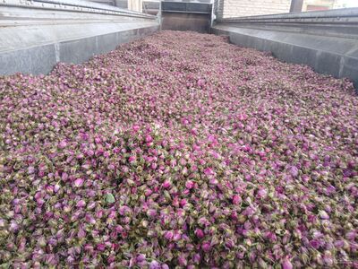 فروش غنچه گل محمدی (گیاه‌ دارویی)