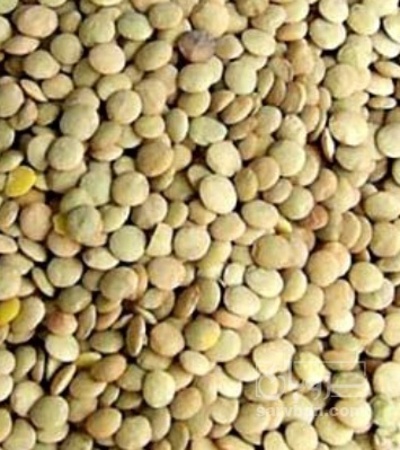 فروش عدس