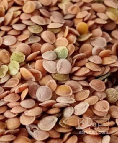 فروش قدومه (گیاه‌ دارویی)