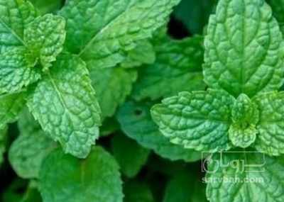 فروش نعناع