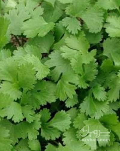 فروش گشنیز
