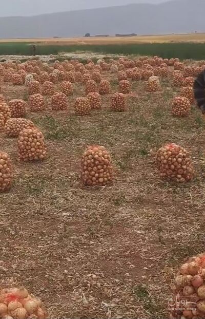 فروش پیاز