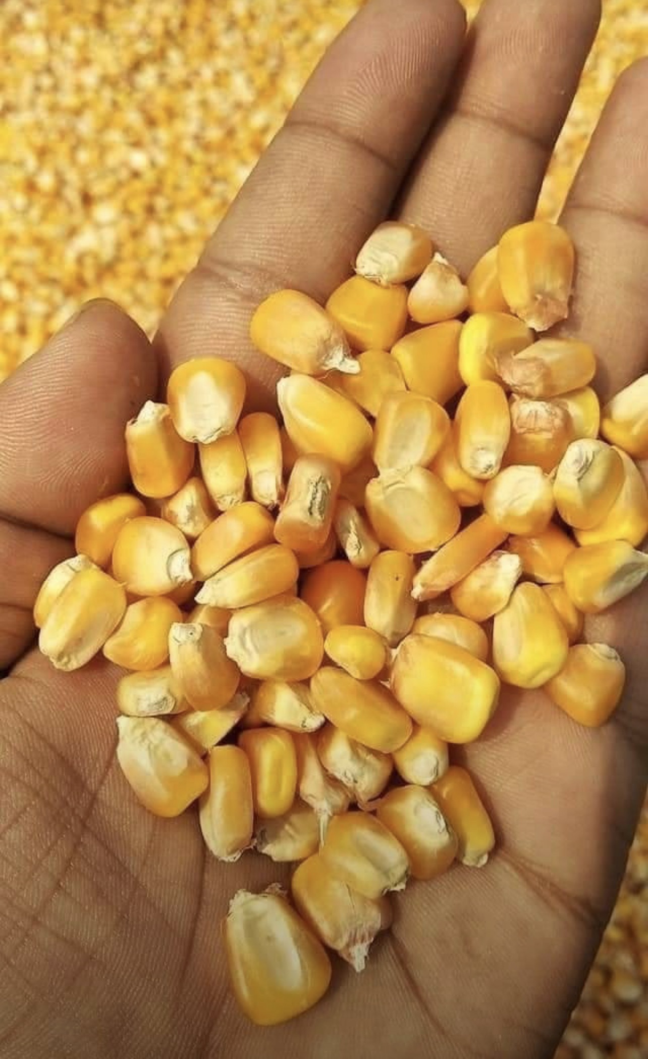فروش ذرت علوفه ای