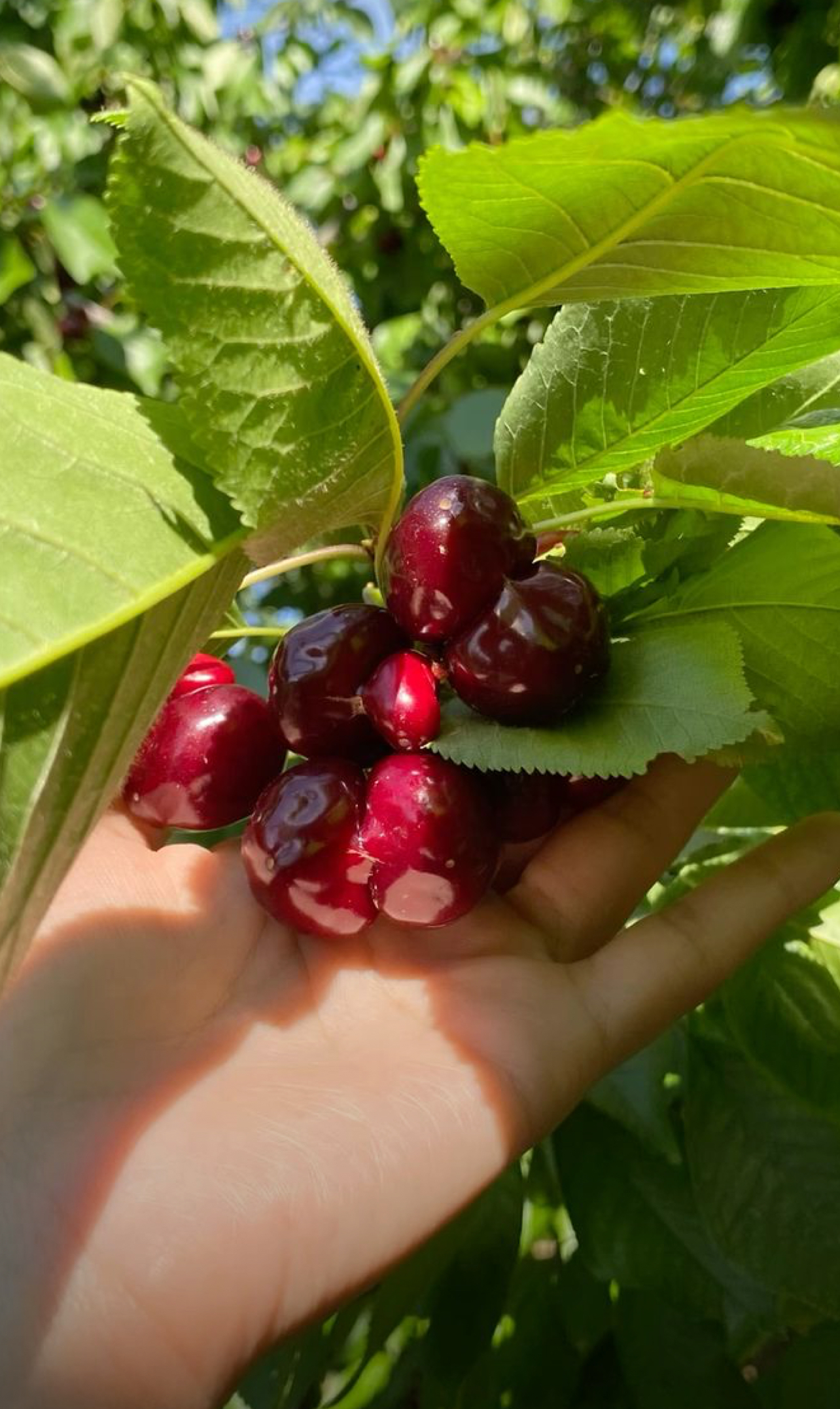 فروش گیلاس