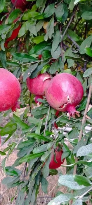 فروش انار
