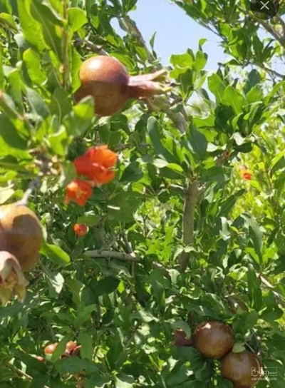 فروش انار