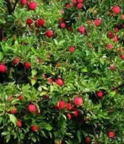 فروش انار