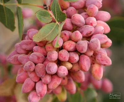فروش پسته