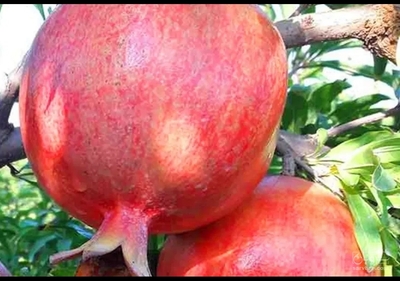 فروش انار