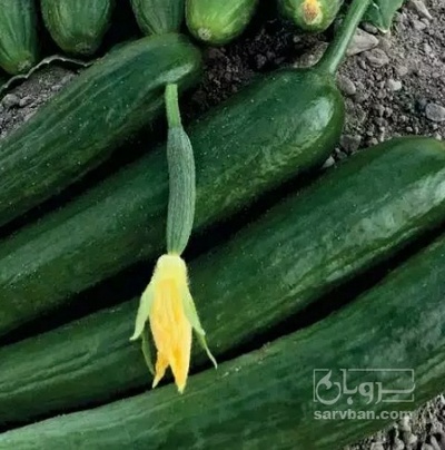 فروش خیار تره باری