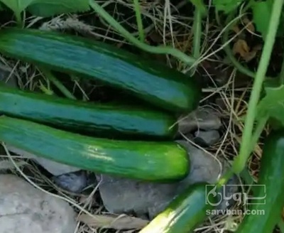 فروش خیار نول