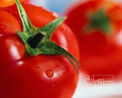 فروش گوجه فرنگی