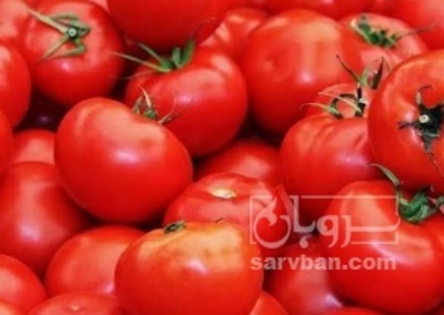 فروش گوجه فرنگی