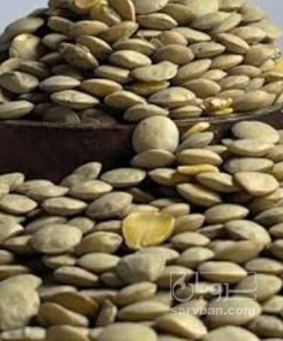 فروش عدس
