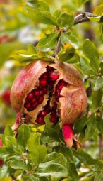 فروش انار